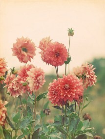 flowers-tumblr-flowers-33623905-360-480
