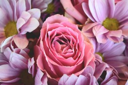 flowers-love-roses-pink-rose