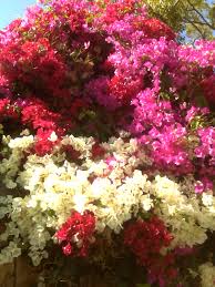 A Garden for the&nbsp;Meticulous