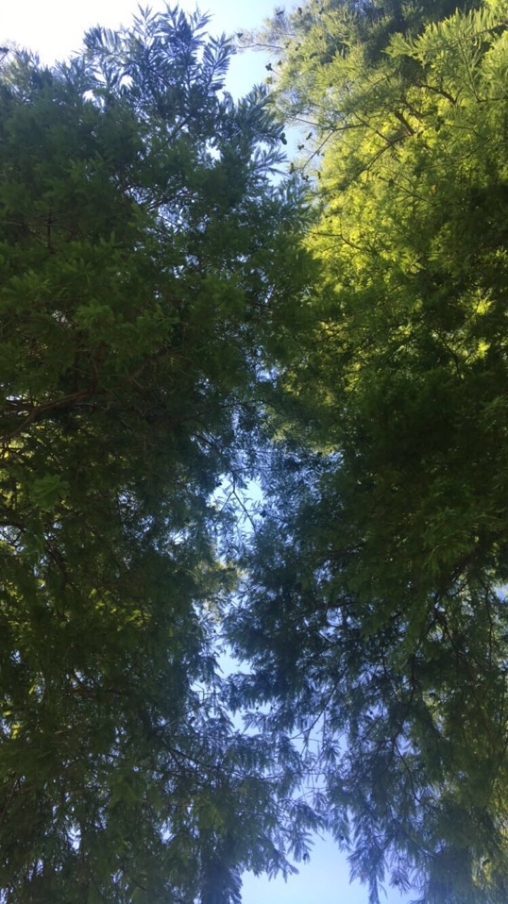 you can’t save&nbsp;me