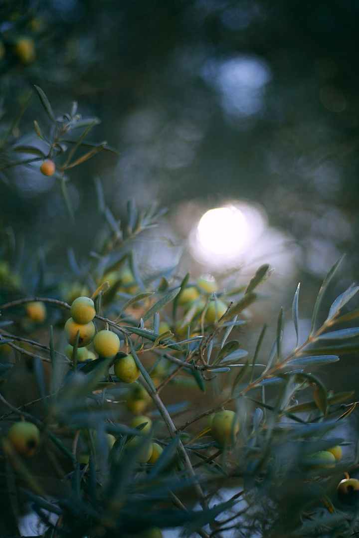 Night-Bloomer – New&nbsp;Cover🌙